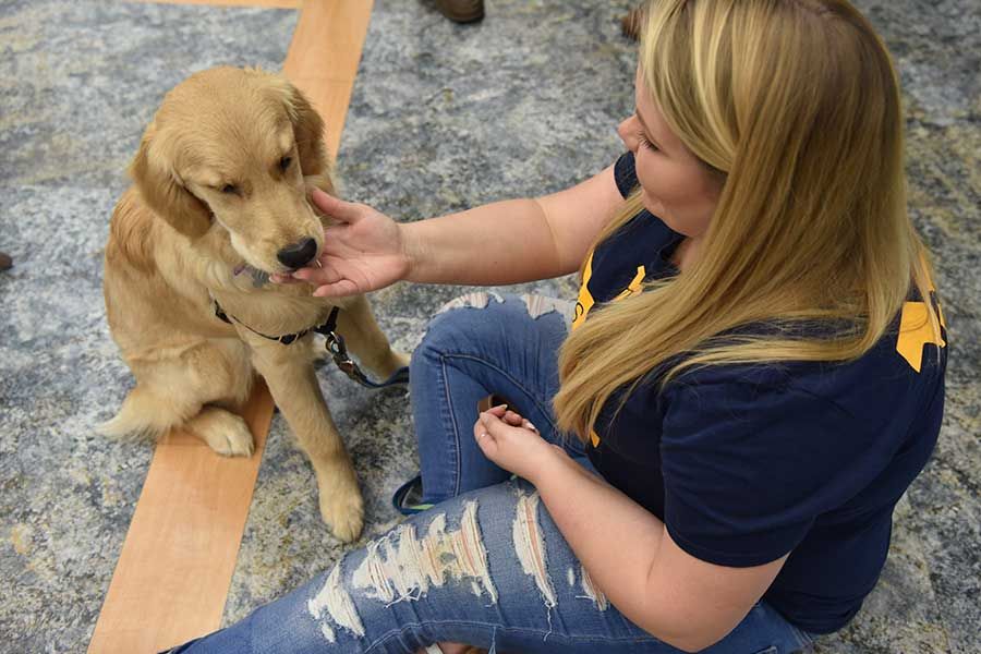 a student works with a service dog